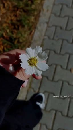 Bisma 